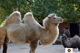 natur_tiere18