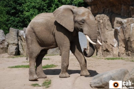 natur_tiere12