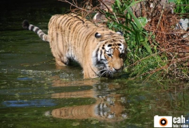 natur_tiere16