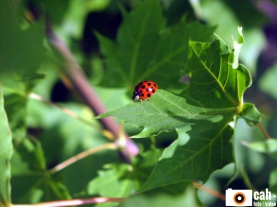 natur_tiere15