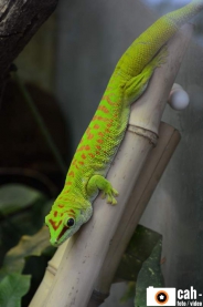 natur_tiere14
